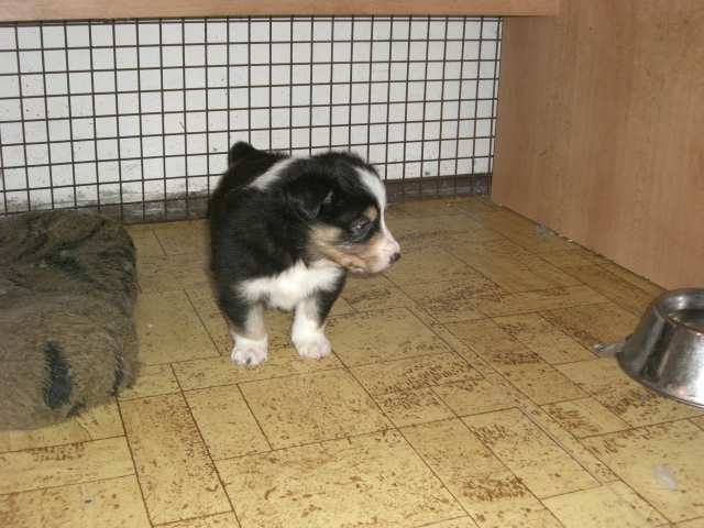 3,5 tydne 024.jpg - vrh Q - 3,5 týdne (nar. 17. 12. 2010)